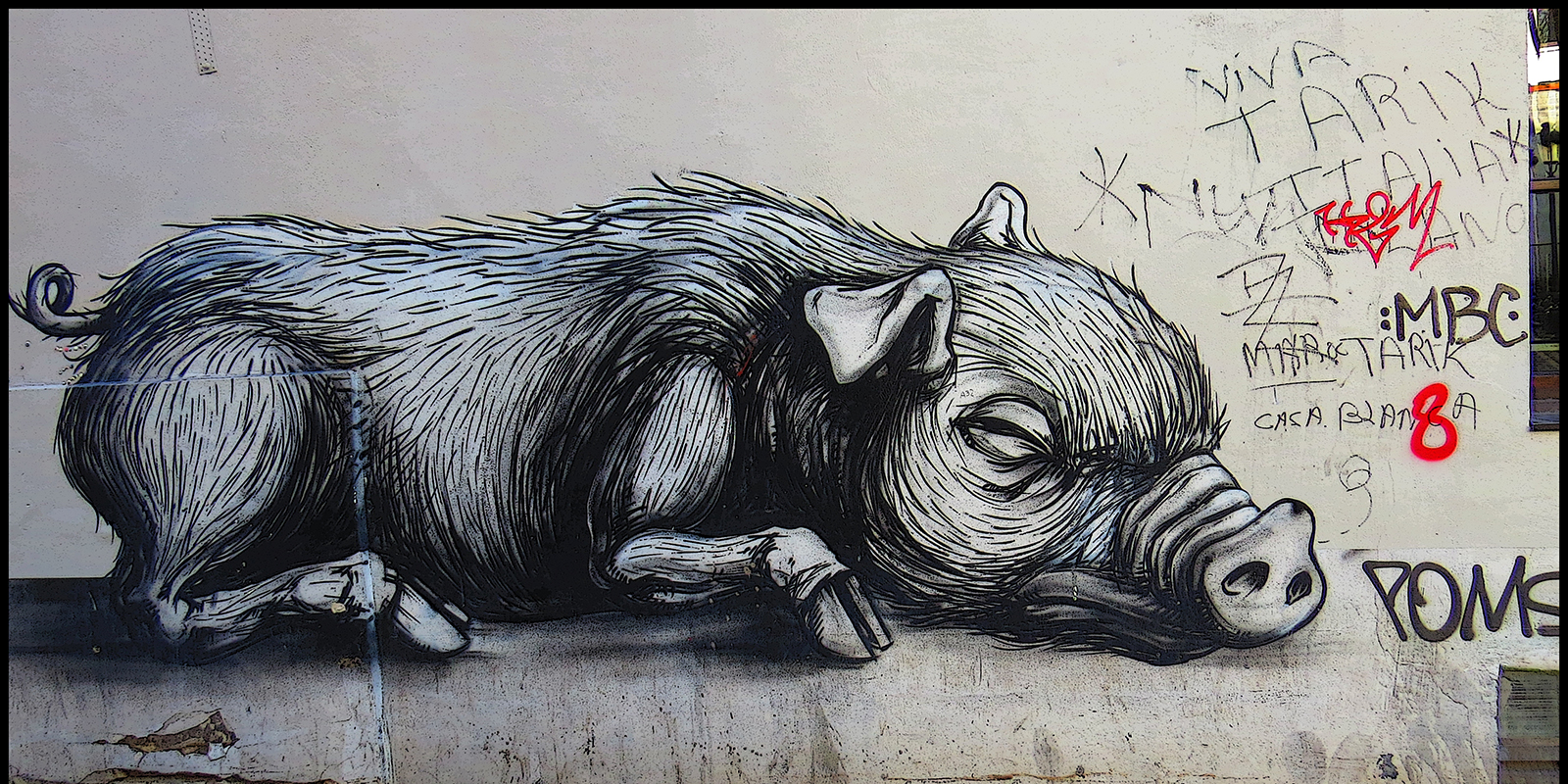 52029013996_effbc15b93_o