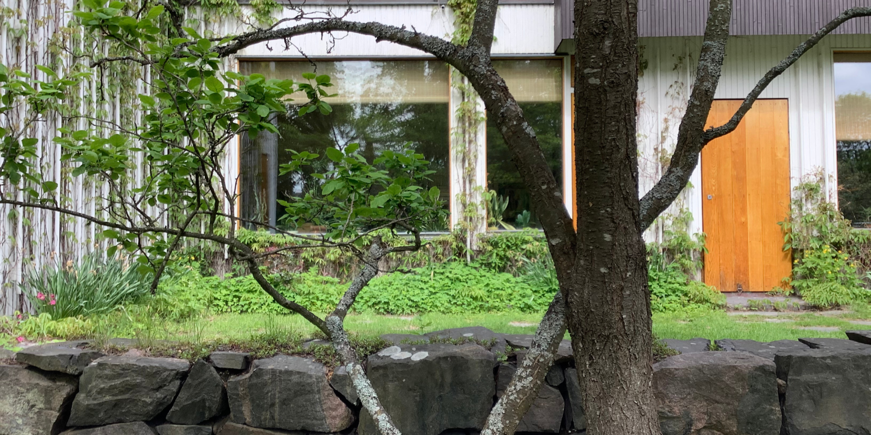 boom in een binnentuin